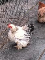 2 mooie, jonge Cochin kriel haantjes, Dieren en Toebehoren, Pluimvee, Mannelijk, Kip