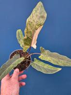Alocasia Lauterbachiana Variegata p12 (4)