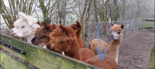 Bruine Alpaca hengst, Dieren en Toebehoren, Schapen, Geiten en Varkens, Geit, Mannelijk, 0 tot 2 jaar