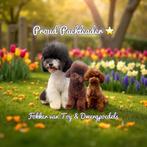 Dekreu toy poedel, dwerg poedel, toypoedel, dwergpoedel, Dieren en Toebehoren, Honden | Dekreuen, Fokker | Hobbymatig, Rabiës (hondsdolheid)