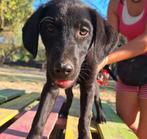 Oslo, een zachtaardige pup met een bedachtzaam hart, Particulier, Rabiës (hondsdolheid), Reu, 8 tot 15 weken