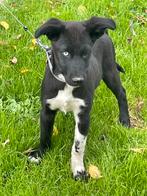 Half husky pup (teefje van 4 mnd) zoekt forever home, Dieren en Toebehoren, Honden | Niet-rashonden, 15 weken tot 1 jaar, CDV (hondenziekte)