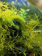 Blauwe garnalen, Dieren en Toebehoren, Kreeft, Krab of Garnaal