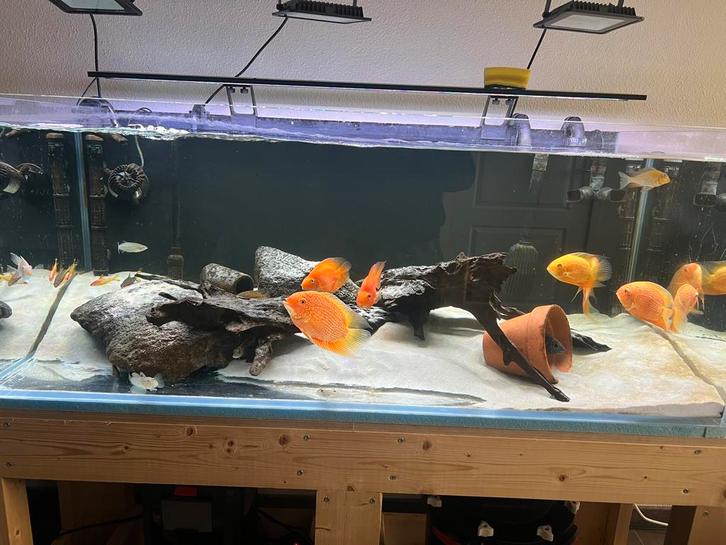 Vissen bestand, chiclide, severums, Dieren en Toebehoren, Vissen | Aquariumvissen, Vis