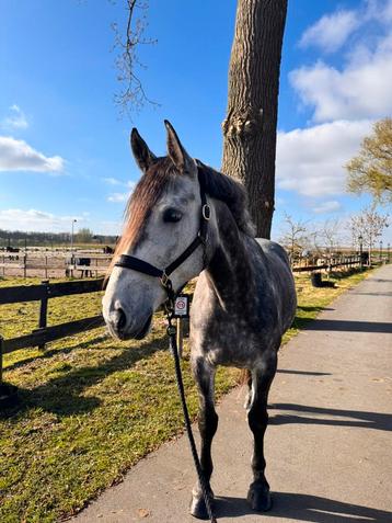 Lieve knappe 5 jarige merrie beschikbaar voor biedingen