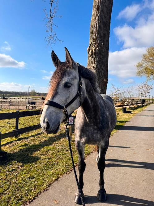 Lieve knappe 5 jarige merrie, Dieren en Toebehoren, Paarden, Merrie, 160 tot 165 cm, 3 tot 6 jaar, Gechipt, Ontwormd, Ingeënt