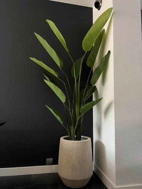 Nieuw! Kunstplant Strelitzia Nicolai in pot Mineral Harrith, Huis en Inrichting, Woonaccessoires | Kunstplanten en Kunstbloemen