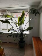 Grote Strelitzia XL - Zelf Opgekweekt!, Huis en Inrichting, Kamerplanten, 200 cm of meer, Overige soorten, In pot, Groene kamerplant