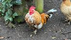 Heeft iemand een plekje voor één van deze Serama haantjes?, Dieren en Toebehoren, Pluimvee, Mannelijk, Kip