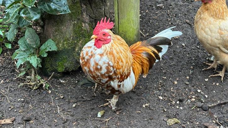 Heeft iemand een plekje voor één van deze Serama haantjes?, Dieren en Toebehoren, Pluimvee, Kip, Mannelijk