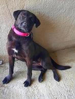 FANTASTISCH MENSGERICHT TEEFJE BELLE, Particulier, Rabiës (hondsdolheid), Buitenland, Teef