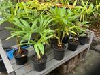 Palmen, Chamaerops humilis, Ophalen, Overige soorten, Volle zon
