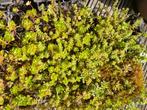 400 Sedum mix plugjes 3 cm, Ophalen, Bodembedekkers, Volle zon, Vaste plant