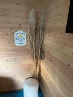 Mooie Pampasgras Pluimen set van 5, Ophalen, Nieuw