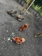 4 volwassen zijdehoen, Dieren en Toebehoren, Pluimvee, Vrouwelijk, Kip