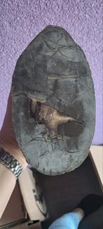 Septarie, Ophalen of Verzenden, Mineraal