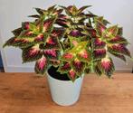 Kamerplant kleurrijke Siernetel / Coleus - hoogte +/- 40 cm, Ophalen, Overige soorten, Halfschaduw, In pot