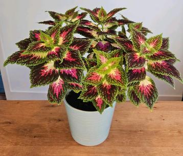Kamerplant kleurrijke Siernetel / Coleus - hoogte +/- 40 cm beschikbaar voor biedingen