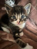6 lieve kittens zijn opzoek naar een nieuw huisje., Dieren en Toebehoren, Katten en Kittens | Raskatten | Korthaar, Meerdere dieren