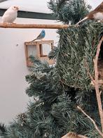 Blauwkopfazantje, Dieren en Toebehoren, Vogels | Kanaries, Mannelijk
