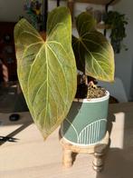 Anthurium Dark phoenix x Goliath, Huis en Inrichting, Kamerplanten, Ophalen, Overige soorten, Minder dan 100 cm