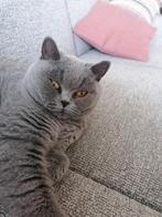 Prachtige Brits korthaar poes.., Dieren en Toebehoren, Katten en Kittens | Raskatten | Korthaar, Poes, Gechipt