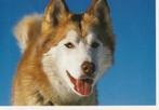 Kaart Siberische Husky, Ophalen of Verzenden, 1980 tot heden, Ongelopen, Hond of Kat