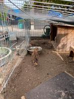 GEZOCHT japanse kwartel haan, Dieren en Toebehoren, Mannelijk, Tam