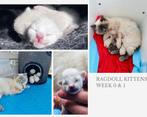 Ragdoll kittens raszuiver en uit goede buitenlandse lijnen, Meerdere dieren, Gechipt, 0 tot 2 jaar