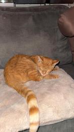 Rood katertje, Kater