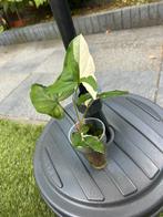 Syngonium Albo Varigata, Huis en Inrichting, Kamerplanten, Ophalen of Verzenden