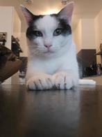 Lieve mini zoekt nieuw huisje, Dieren en Toebehoren, Katten en Kittens | Raskatten | Korthaar, Poes, Ontwormd, 0 tot 2 jaar