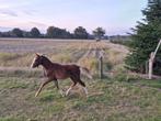 Welsh B, Dieren en Toebehoren, Pony's, 0 tot 2 jaar, Hengst, A pony (tot 1.17m), Onbeleerd
