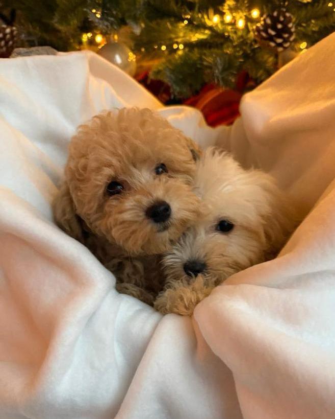 Mini Maltipoo Pups • F1 Babyface • Direct Beschikbaar, Dieren en Toebehoren, Honden | Chihuahua's en Gezelschapshonden, Meerdere dieren