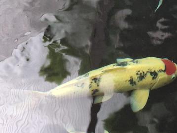 marudo tancho showa van geweldig mooie kwaliteit zie foto's beschikbaar voor biedingen
