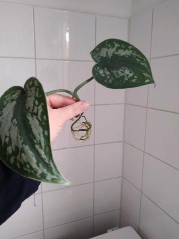 Scindapsus pictus stekken geworteld. beschikbaar voor biedingen