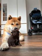 Pomchi, Overige rassen, 8 tot 15 weken, Meerdere, Meerdere dieren