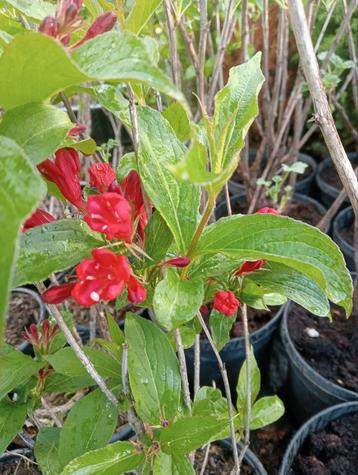 Weigelia red prince 2 liter pot 50/60cm hoog