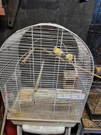 Kanarie met kooi, Dieren en Toebehoren, Vogels | Kanaries, Mannelijk, Zangkanarie