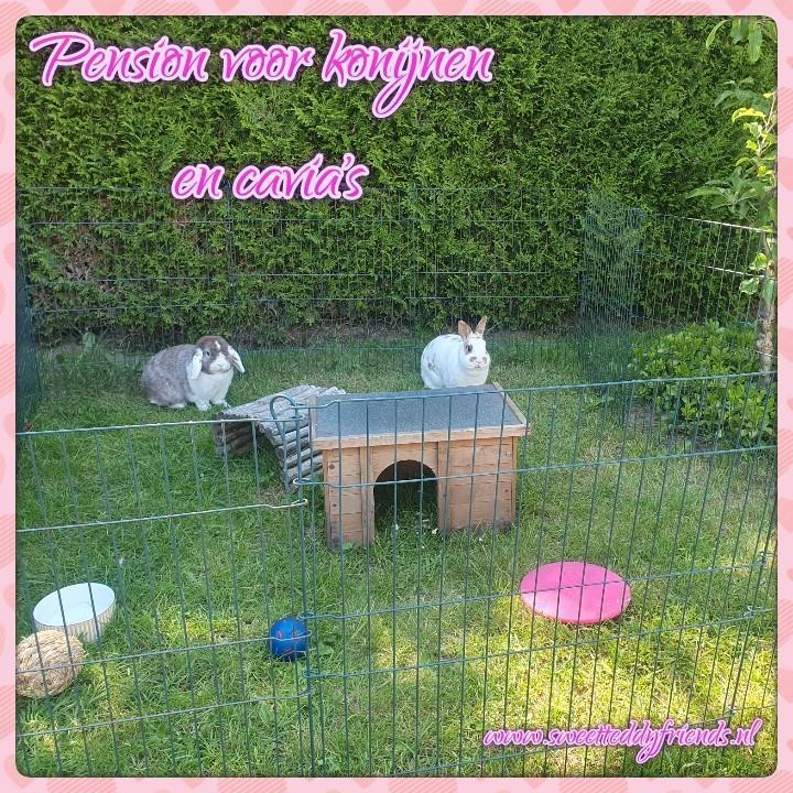 Konijnen en Cavia Pension, vakantie opvang, Dieren en Toebehoren, Knaagdieren en Konijnen | Toebehoren, Nieuw, Overige typen, Ophalen