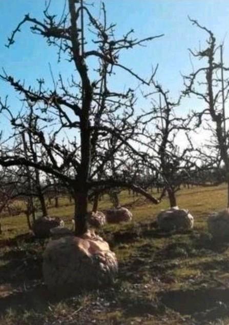 Conference perenboom 25-30 jaar met kluit, Tuin en Terras, Planten | Fruitbomen, Perenboom, 250 tot 400 cm, Lente, Ophalen