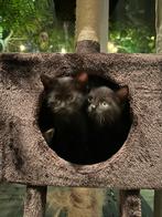 Kittens te reserveren!, Dieren en Toebehoren, Katten en Kittens | Overige Katten, Geslacht onbekend, Kortharig, 0 tot 2 jaar