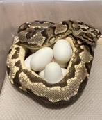 0.1 OD YB Fire het Pied proven breeder ball python regius, Slang, Tam, 3 tot 6 jaar