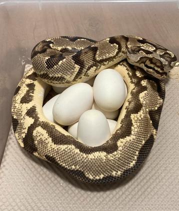 0.1 OD YB Fire het Pied proven breeder ball python regius beschikbaar voor biedingen