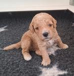 Australian Labradoodle reutje camel/rood curly fleece  45 cm, Dieren en Toebehoren, Overige rassen, CDV (hondenziekte), 8 tot 15 weken