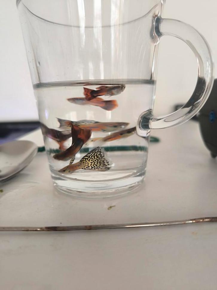 Jonge Guppen te Koop, Dieren en Toebehoren, Vissen | Aquariumvissen, Vis