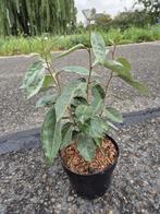 Olijfwilg haagplanten potgekweekt ca. 30 cm, Ophalen of Verzenden, Overige soorten, Haag, Minder dan 100 cm