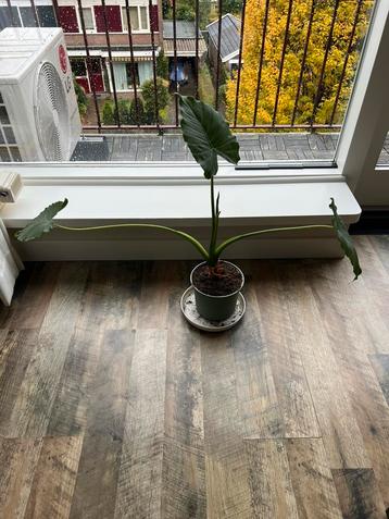 Alocasia’s (olifantsoor) te koop beschikbaar voor biedingen