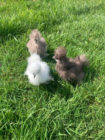 3 hennen Usa zijdehoen 🐥7wk geent 💯 % hen garantie ✅ beschikbaar voor biedingen