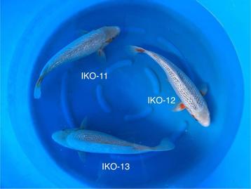 UITVERKOOP Diverse Japanse koi karper | Koikarpers  | Nisai beschikbaar voor biedingen